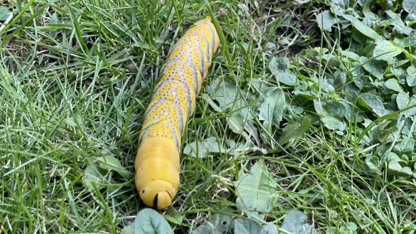 Ungew&ouml;hnlicher Fund in einem Garten in Brakelsiek: Dort tauchte diese Riesen-Raupe auf. Der Nabu-Experte Hans Dudler r&auml;t: Wer das k&auml;lteempfindliche Insekt retten will, baut ihm ein Heim. - &copy; Silke Buhrmester