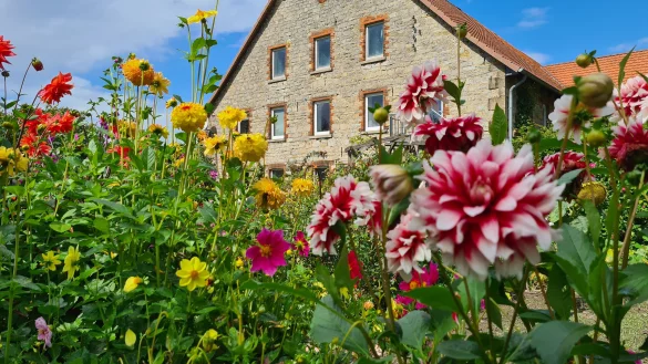 Bunte Blumen vor dem alten Bauernhaus der Familie Hieronymus. - © Nadine Uphoff