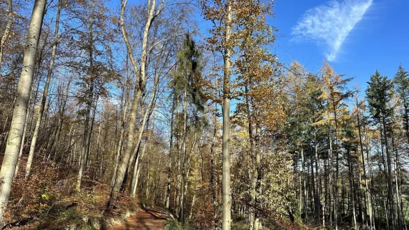 Die CDU in H&ouml;xter ist gegen einen Nationalpark in der Egge &ndash; auch in Paderborn formiert sich Widerstand. - &copy; Ralf T. Mischer