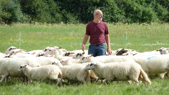 Andreas Fl&ouml;totto inmitten seiner Schafe. - &copy; Axel B&uuml;rger