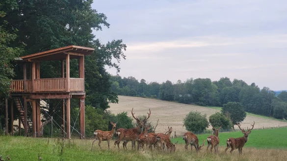 Das Foto zeigt die fertige Aussichtsplattform am Sikawild-Gehege in Schwelentrup. - © Rudolf Diekmeier