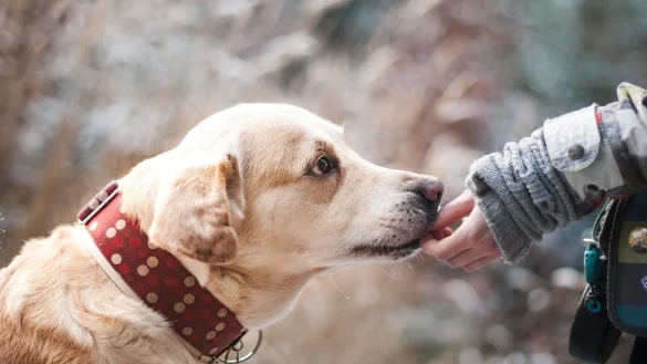 Drei Hunde, die Anfang Dezember unabh&auml;ngig voneinander verletzt im Kreis H&ouml;xter gefunden worden waren, besch&auml;ftigen nun die Staatsanwaltschaft Paderborn. - &copy; Symbolbild: Pixabay