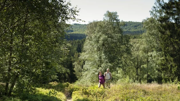 Der Wanderweg Blaubeerroute bietet besonders im Sommer ein faszinierendes Naturerlebnis nahe der Externsteine. - &copy; Teutoburger-Wald-Tourismus, Andreas Hub