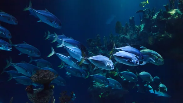 Viele Bielefelder w&uuml;nschen sich statt einer Schlie&szlig;ung eine Neugestaltung der Unterf&uuml;hrung. Zum Beispiel ein Aquarium. - &copy; Symbolbild: Pixabay