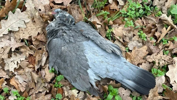 Eine der acht toten Tauben, die ein Jogger bei seiner Neujahrsrunde im Stadtpark G&uuml;tersloh entdeckt hatte. - &copy; Leserfoto