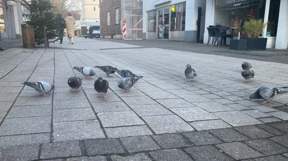 Wo sie etwas zum Fressen finden, treten die Tauben, wie hier in der Schülerstraße, auch in Pulks auf. - © Cordula Gröne