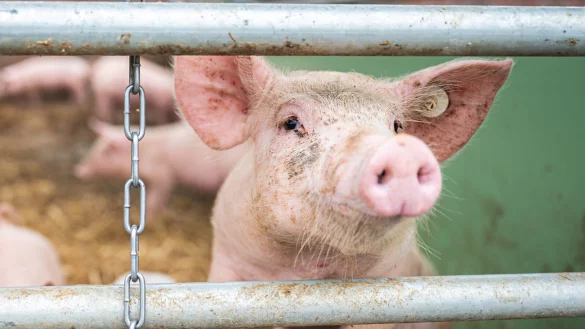 Ein Schwein auf einem Bio-Hof: Neue Vorgaben f&uuml;r Landwirte sorgen f&uuml;r &Auml;rger. - &copy; Mohssen Assanimoghaddam