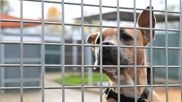 Ein Hund schaut in einem Freigehege im Tierheim auf die Besucher. - &copy; Bernd Wei&szlig;brod
