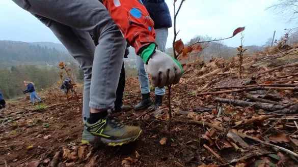 Sch&uuml;ler vom Gymnasium Leopoldinum haben fast 3000 B&auml;ume gepflanzt. - &copy; Gymnasium Leopoldinum