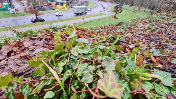 Noch hat Nils Kortemeier Hoffnung f&uuml;r den Efeu am Berg im Nelkenpark. Doch mit Cotoneaster und Felsenbirnen soll der gr&uuml;ne Teppich Unterst&uuml;tzung bekommen. - &copy; Marianne Schwarzer