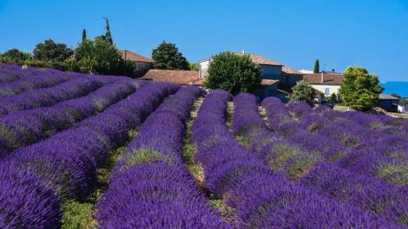 Ein unfassbar sch&ouml;ner Anblick: Lavendelfelder in der Haute Provence. - &copy; Peter Kaiser