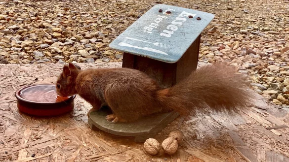 Hat sich das Eichh&ouml;rnchen erst an die selbst gebaute Futterstelle gew&ouml;hnt, kommt es regelm&auml;&szlig;ig, um den Deckel zu &ouml;ffnen und sich die N&uuml;sse aus der Box zu holen. Auch ein Sch&auml;lchen mit Wasser wird inzwischen angenommen. - &copy; Alexandra Schaller