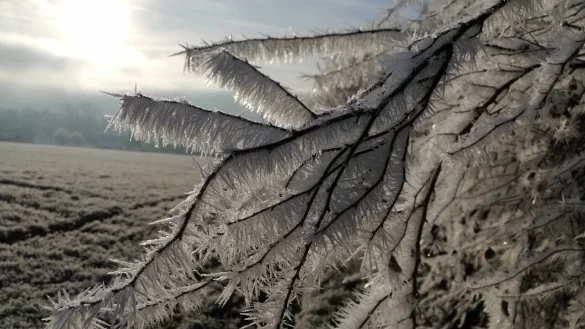 In den kommenden Tagen können die kalten Temperaturen für vereinzelten Dauerfrost sorgen. - © Ingrun Waschneck