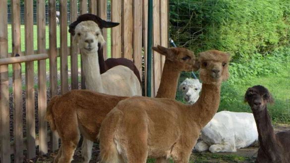 Besonderes Erlebnis: Alpakas auf dem Alpaka-Hof in Bad Meinberg. - © Lippe Tourismus & Marketing GmbH