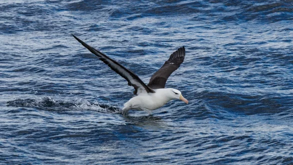 Das Sozial- und Migrationsb&uuml;ro ist nach dem Vogel Albatros benannt. Wie die V&ouml;gel haben auch manche Fl&uuml;chtlinge weite Strecken hinter sich gebracht &ndash; oft mit Problemen beim Start und bei der Ankunft. - &copy; Nadine Uphoff