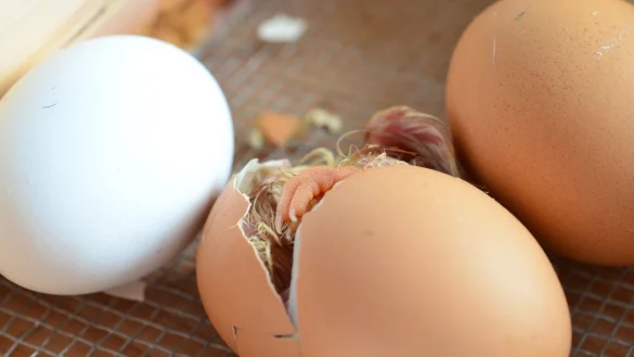 Das Verbot, männliche Küken zu töten, hat Brütereien in OWL schwer getroffen. - © Pixabay