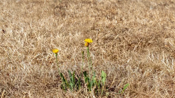 Die SPD-Fraktion schlägt vor, dass Rat und Verwaltung einen Hitzeaktionsplan für Schlangen erarbeiten. - © pixabay/Myriams-Fotos