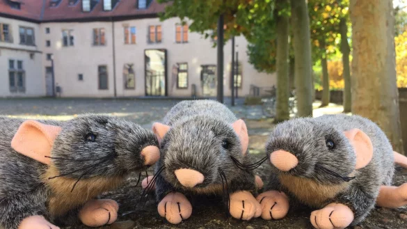 Im Museum im Schloss Brake haben sich (Pl&uuml;sch-)Ratten versteckt. - &copy; Landesverband Lippe