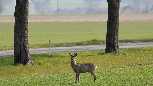 Besonders wenn es dunkel wird, l&auml;uft Wild oft unvermittelt auf die Stra&szlig;e. - &copy; Symbolbild: Pixabay