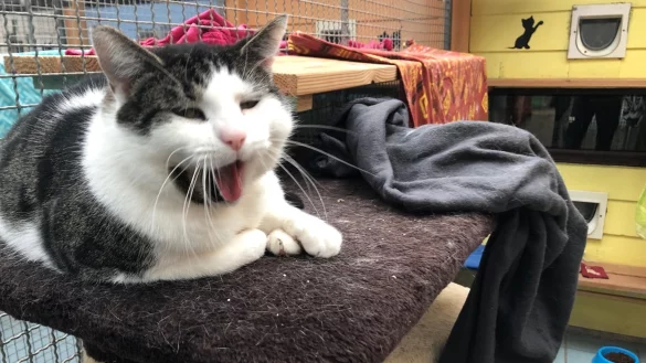 Eine Katze sitzt im Katzenhaus im Tierheim Bad Salzuflen. - &copy; Sven Kienscherf