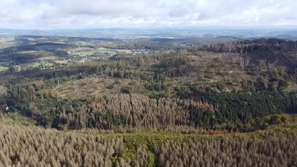 Wird aufgeforstet: Ein Waldstück in der Nähe der Externsteine. - © Artenglück