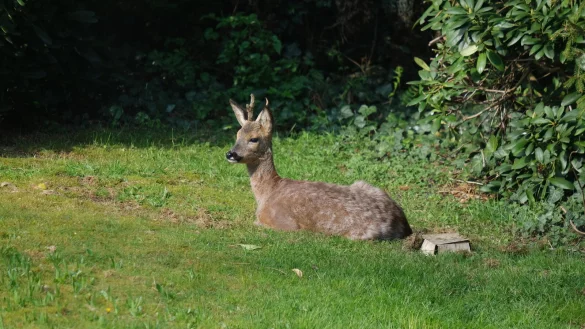 Viele Rehe haben ihre Scheu verloren und machen es sich in stadtnahen G&auml;rten bequem. - &copy; Sven Koch