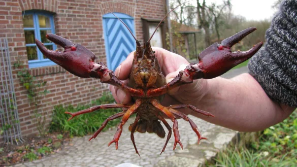 Ein ausgewachsener Edelkrebs kann vom Kopf bis zum Schwanz bis zu 20 Zentimeter messen. - &copy; Umweltzentrum Heerser M&uuml;hle