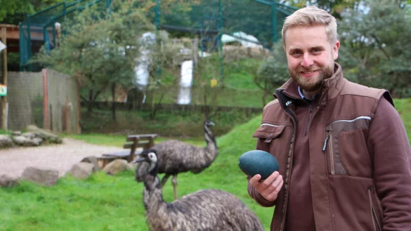 Sie kommen aus Australien, sind aber winterfest: Emus br&uuml;ten auch bei k&auml;lteren Temeperaturen, allerdings werden ihnen die Eier entzogen - f&uuml;r Nachwuchs ist der Platz begrenzt. - &copy; Astrid Sewing