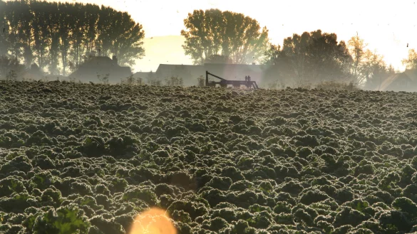 Gr&uuml;nkohl wird nicht nur im Winter geerntet, er wird in Lage von Lipperlandkonserven bereits ab Juli verarbeitet. Das Abwasser aus der Produktion schmeckt den Bakterien besonders gut - es riecht aus einigen Kan&auml;len. Weil der Kohl nur ein Teil des Problems ist, testet die Stadt mehrere L&ouml;sungen. - &copy; Vera Gerstendorf-Welle