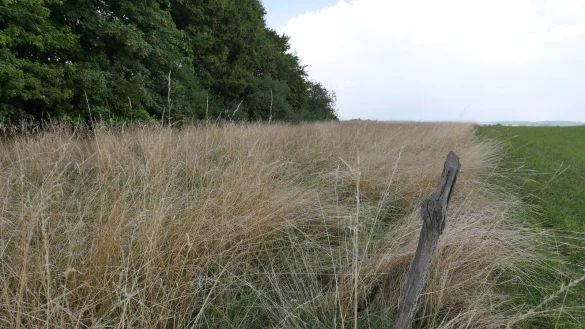 Diese Ausgleichsfl&auml;che f&uuml;r den Industriepark Lippe in Leopoldstal ist inzwischen gem&auml;ht. - &copy; Jost Wolf