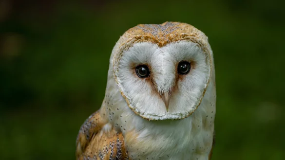 Die Schleiereule ist auf kurzes Gras angewiesen, um Nahrung finden zu k&ouml;nnen. - &copy; Guido Konrad