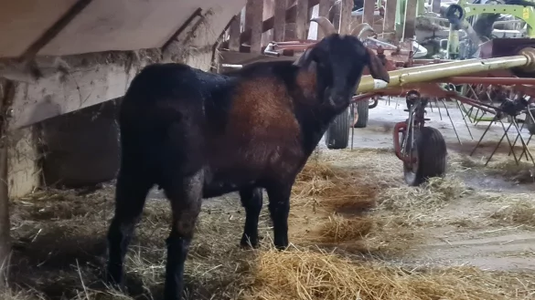Mecki ist ein bisschen scheu, deswegen war ein Foto nur im Stall m&ouml;glich. Ida und Josef Bussen vom Gripshof suchen noch immer nach dem Besitzer. - &copy; Marianne Schwarzer