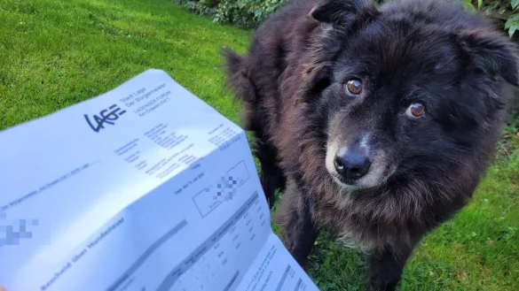 Sam ist braver Steuerzahler, ab 2023 k&ouml;nnte es allerdings teurer werden. Die Stadt Lage will die Hundesteuer um 5 Prozent erh&ouml;hen. Daf&uuml;r gab es im Finanzausschuss ein einstimmiges Votum, jetzt muss noch der Rat zustimmen. - &copy; Astrid Sewing