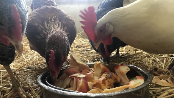 H&uuml;hner sollten drin bleiben.&nbsp; - &copy; Martin Hostert