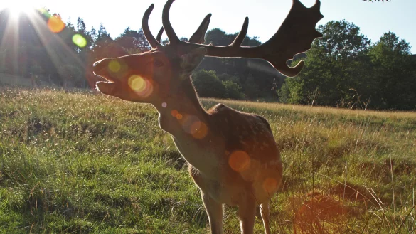 Ein Damhirsch in lippischen Gefilden. In W&ouml;bbel ist ein Artgenosse nun Opfer von Wilderern gewordne. - &copy; Archivfoto: Robin J&auml;hne