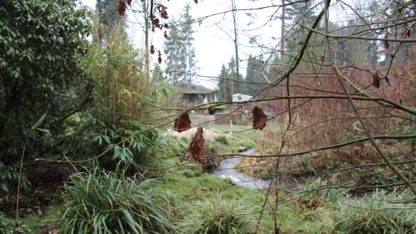 Der Hillbach fließt über das naturbelassene Grundstück von Anne Hausmann und Uwe Stolte. - © Nadine Uphoff