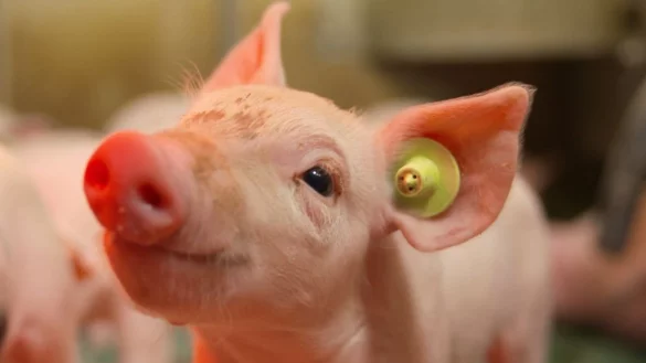 Im Sommer ist ein Ferkel in Lage als "gefunden" gemeldet worden. Was aus dem kleinen Schweinchen geworden ist, wissen die Mitarbeiter des B&uuml;rgerservice allerdings nicht. - &copy; Rehring-R