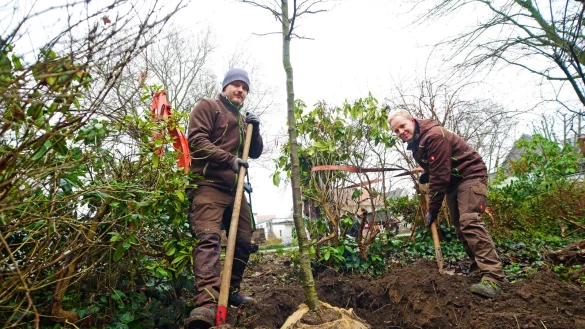 Dominik Breitenkamp (links) und Tobias Budde pflanzen einen Amberbaum. - &copy; Nicole Ellerbrake