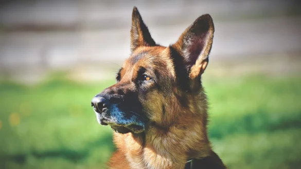 Am vergangenen Wochenende wurden im Kreis H&ouml;xter mehrere Hunde teils mit einer Wunde am Hals aufgefunden. Die Polizei ermittelt. - &copy; Symbolbild: Pixabay