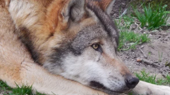 Gesch&uuml;tzt - aber von Weidetierhaltern auch gef&uuml;rchtet: Der Wolf ist zur&uuml;ck im Kreis H&ouml;xter. Ein Riss durch den J&auml;ger wurde bereits nachgewiesen. Die Landschaftssation stellt klar, dass auch der Schutz der Weidewirtschaft ein gro&szlig;es Anliegen des Naturschutzes ist. - &copy; Simone Fl&ouml;rke