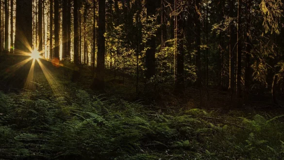 Die vermisste Scarlett S. war eine passionierte und erfahrene Wanderin. Die Polizei vermutet, dass sie im Schwarzwald abseits der Route unterwegs gewesen sein k&ouml;nnte. - &copy; Symbolbild: Pixabay