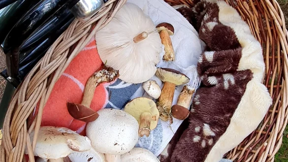 Bunte Mischung an Fundstücken: Schön luftig im Korb werden die Pilze nach Hause gebracht - und am besten sofort zubereitet. - © Kurt Ehmke