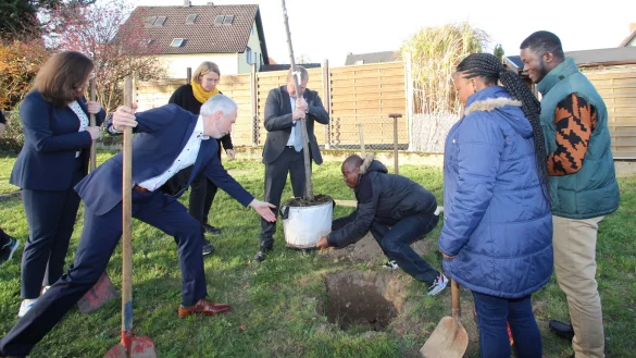 Thorsten Aust vom Abfallwirtschaftsverband Lippe kommt dem Gemeindeb&uuml;rgermeister Maxwell Koffie Lugudor von Ketu South und B&uuml;rgermeister Mario Hecker bei der Baumpflanzung zu Hilfe. Mit im Bild sind Landtagsabgeordnete Julia Eisentraut (von links), Klimaschutzmanagerin Henrike Sieker sowie aus Ghana Fusena Omaru Sumaila und Redeemer Mawunyo Sosa. - &copy; Jens Rademacher
