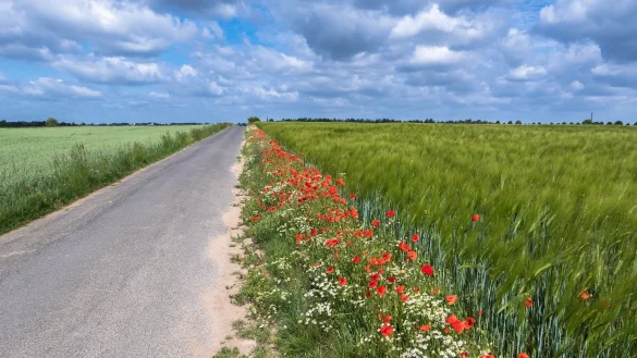 Blühstreifen an Straßen und Feldern sind nicht nur hübsch anzusehen, sie bieten Insekten wichtigen Lebensraum. - © Pixabay