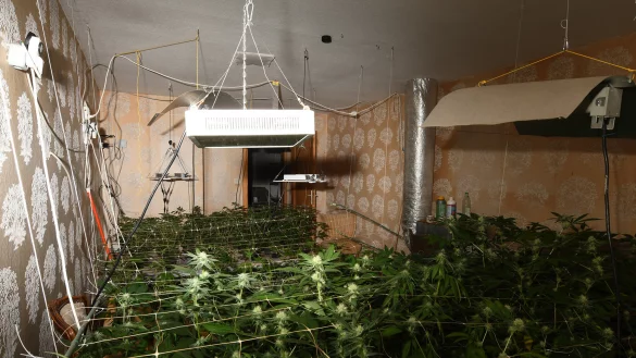 Insgesamt 650 Marihuana-Pflanzen stellte die Polizei in einen Haus in L&uuml;gde-Niese sicher. - &copy; Polizei Lippe