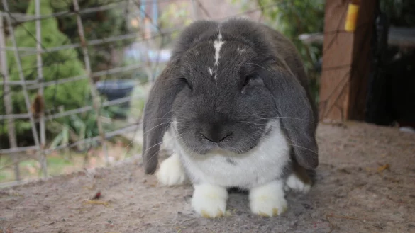 Bei der Lokalschau des W147 H&ouml;rstmar und des ostwestf&auml;lischen Widderclubs W609 sind viele Kaninchen zu sehen. - &copy; Kai Sander