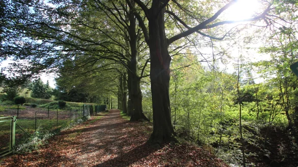 M&auml;chtige B&auml;ume stehen auch an der Blutbuchenallee in Barntrup. - &copy; Archivfoto: Jens Rademacher