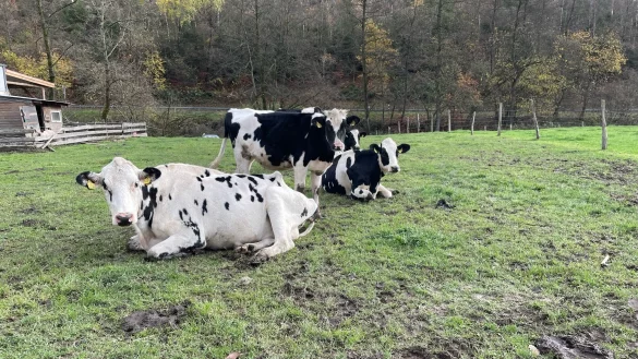 Glück im Sauerland: Kalb Friederike (Mitte) fühlt sich bei Mama Gloria (links) und den anderen Kühen aus Lippe auf dem Gnadenhof bei Meinzerhagen sichtlich wohl. - © Verein Kuh im Glück