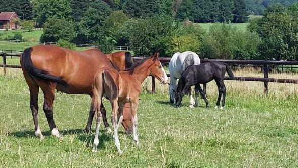 Pferde auf einer Weide. Sie lernen trittsicher zu werden. - &copy; Janet K&ouml;nig
