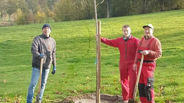 Rolf Stanislawski (von links), Betreiber des Freibades, hat gemeinsam mit Erik und Volker Lutz, Mitglieder des F&ouml;rdervereins, den neuen Baum in die Erde gebracht. - &copy; Fotorechte: Freibad Schieder-Schwalenberg